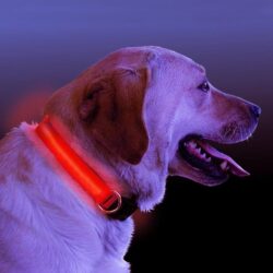 LED Light Up Dog Collar (Adjustable S&ndash;XL) &mdash; Flashing Safety Collar for Night Walks (Batteries Included)