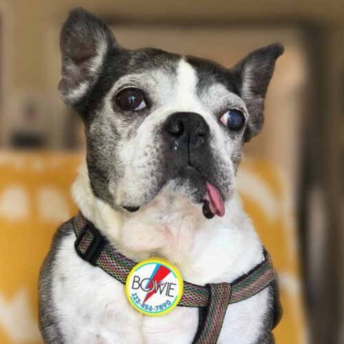 Bowie &ldquo;Ziggy Stardust&rdquo; Silent Eco-Friendly Twist Pet ID Tag